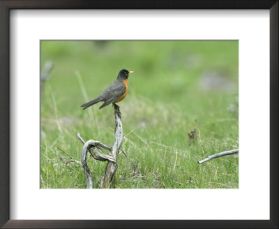 American Robin On Dead Wood, Yellowstone National Park by Norbert Rosing Pricing Limited Edition Print image
