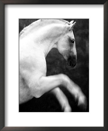 White Horse Prancing by Tim Lynch Pricing Limited Edition Print image