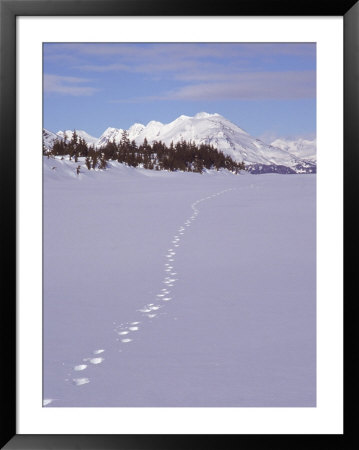 Wolf Tracks And Mountain Range, Alaska by Mike Robinson Pricing Limited Edition Print image