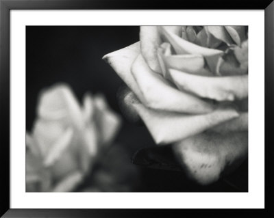 Wilted White Roses by Scott Christopher Pricing Limited Edition Print image