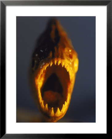 Piranha by Henryk T. Kaiser Pricing Limited Edition Print image