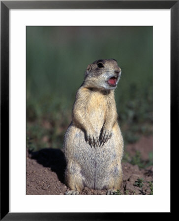 White-Tailed Prairie Dog, Cynomys Gunnsioni, Co by Robert Franz Pricing Limited Edition Print image