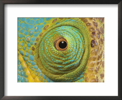Male Parson's Chameleon, Close Up Of Eye, Ranomafana National Park, South Eastern Madagascar by Nick Garbutt Pricing Limited Edition Print image