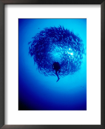 Diver In Middle Of School Of Fish, Bali, Indonesia by Michael Aw Pricing Limited Edition Print image