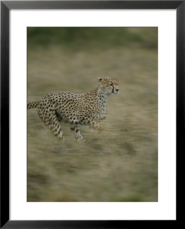 A Cheetah Running Through Grassland In Masai Mara National Reserve by Roy Toft Pricing Limited Edition Print image