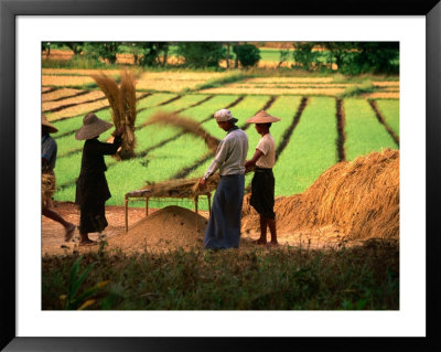 Workers Tending To Rice Harvest, Shan State, Myanmar (Burma) by Jerry Alexander Pricing Limited Edition Print image