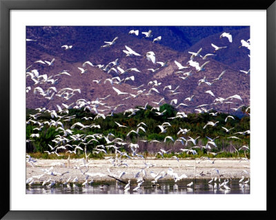 Nesting Egrets At Lago Enriquillo, Dominican Republic, Caribbean by Greg Johnston Pricing Limited Edition Print image