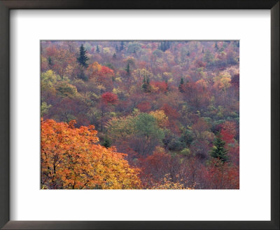 Autumn Color In The Great Smoky Mountains National Park, Tennessee, Usa by William Sutton Pricing Limited Edition Print image