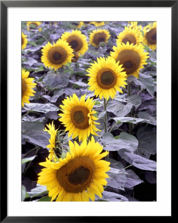 Sunflower Field, Jamestown, North Dakota, Usa by Bill Bachmann Pricing Limited Edition Print image