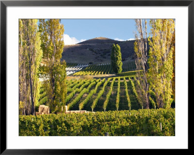 Felton Road Vineyard, Bannockburn, South Island, New Zealand by David Wall Pricing Limited Edition Print image