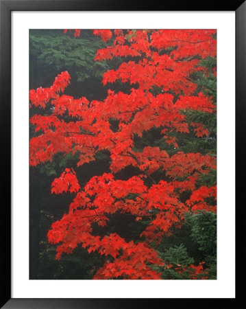 Red Foliage In Acadia National Park, Maine, Usa by Joanne Wells Pricing Limited Edition Print image
