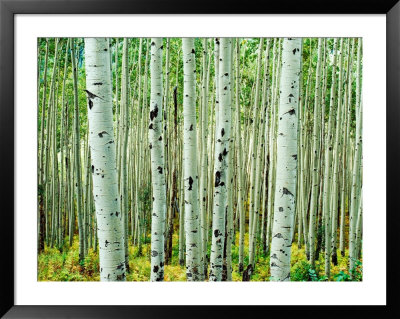Bigtooth Aspen Trees In White River National Forest Near Aspen, Colorado, Usa by Tom Haseltine Pricing Limited Edition Print image