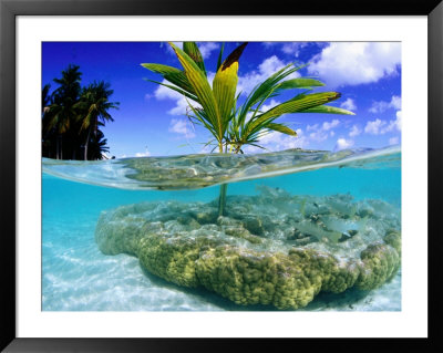 Coconut Palm Growing On Coral Bommie, French Polynesia by Michael Aw Pricing Limited Edition Print image