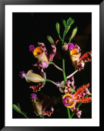 Detail Of Orchid, Flowers Bay, Honduras by Michael Lawrence Pricing Limited Edition Print image