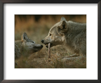 Gray Wolf Pup Begs An Adult For A Bone To Chew by Jim And Jamie Dutcher Pricing Limited Edition Print image
