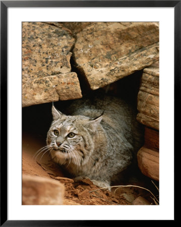 A Bobcat Pokes Out From Its Alcove In A Controlled Condition Setting by Norbert Rosing Pricing Limited Edition Print image
