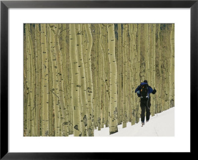 Man On Skis Touring An Aspen Glade In The Snow by Kate Thompson Pricing Limited Edition Print image