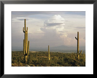Desert Scene With Saguaro Cacti Near Tucson by Walter Meayers Edwards Pricing Limited Edition Print image