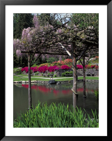 Washington Park Arboretum, Seattle, Wa by Mark Windom Pricing Limited Edition Print image