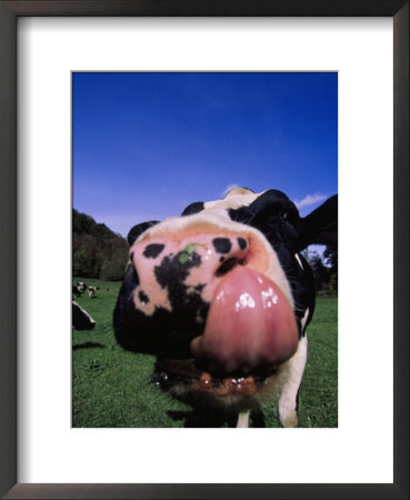 Close-Up Of A Holstein Cow's Mouth And Tongue by Lynn M. Stone Pricing Limited Edition Print image
