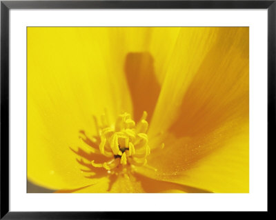 Mexican Gold Poppy, Sonoran Desert, Az by Wiley & Wales Pricing Limited Edition Print image