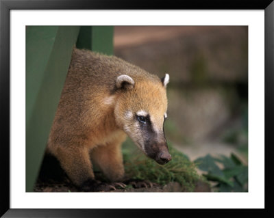 Coati Mundi, Argentina by Walter Bibikow Pricing Limited Edition Print image