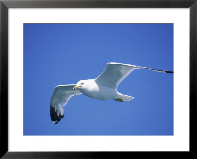 Seagull In Sky by Jim Schwabel Pricing Limited Edition Print image