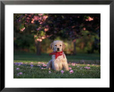 Nine-Week-Old Golden Retriever Puppy by Frank Siteman Pricing Limited Edition Print image