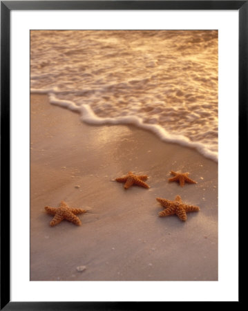 Starfish On Sand by Derek Cole Pricing Limited Edition Print image