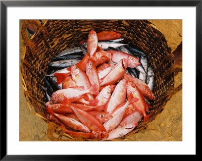 Kovalum, Kerala, India, Basket Of Fish by Elisa Cicinelli Pricing Limited Edition Print image