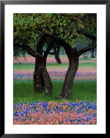 Texas Wildflowers And Dancing Trees, Hill Country, Texas, Usa by Nancy Rotenberg Pricing Limited Edition Print image
