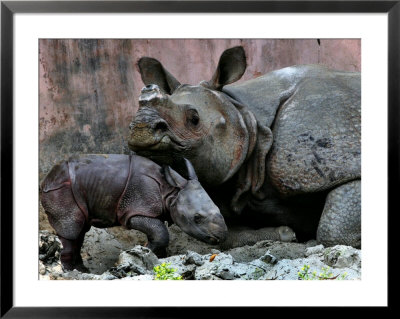 Hartali, A Rhinoceros At The Patna Zoo, Is Seen With Her New Baby In Patna, India, January 24, 2007 by Prashant Ravi Pricing Limited Edition Print image