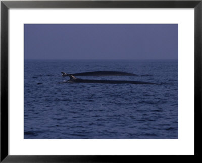 Fin Whale, Surfacing, France by Gerard Soury Pricing Limited Edition Print image
