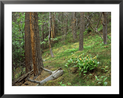 Yellow Ladyslipper, Lulledalen Nr, Norway by Heikki Nikki Pricing Limited Edition Print image