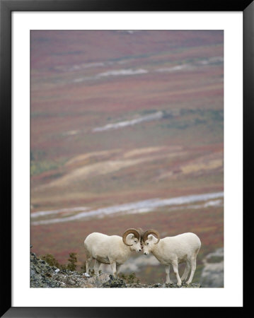 Dalls Sheep, Heads Touching, On A Mountain In Denali National Park by Paul Nicklen Pricing Limited Edition Print image