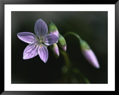 A Spring Beauty Flower In Rock Creek Park by Taylor S. Kennedy Pricing Limited Edition Print image
