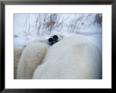 Two Polar Bear Cubs Rest Their Heads Upon Their Mother by Paul Nicklen Pricing Limited Edition Print image