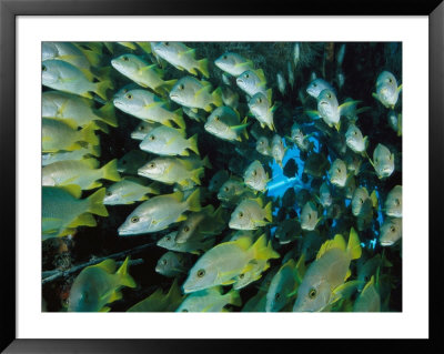 A School Of Schoolmaster Fish Swim Under The Research Vessel Aquarius by Brian J. Skerry Pricing Limited Edition Print image