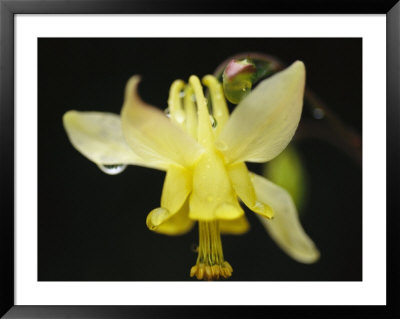A Close View Of A Wildflower In Yoho National Park by Michael Melford Pricing Limited Edition Print image
