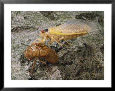A Brood X, 17-Year Cicada Emerges From Its Nymphal Exoskeleton by Darlyne A. Murawski Pricing Limited Edition Print image