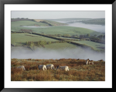 Sheep And Ponies On The Moor by Sam Abell Pricing Limited Edition Print image