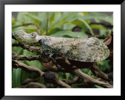 A Peanut-Head Bug Crawls On Twigs by Roy Toft Pricing Limited Edition Print image
