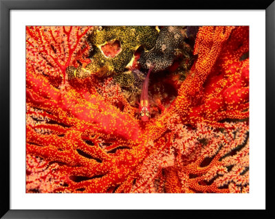 Gorgonian Fans And Goby Fish (Pleurosicya Mossambica) by Michael Aw Pricing Limited Edition Print image