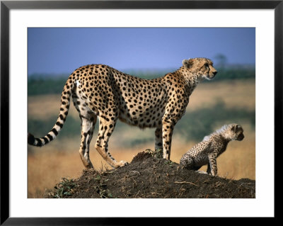 Mother Cheetah With Cub On Dirt Mound, Masai Mara National Reserve, Rift Valley, Kenya by Mitch Reardon Pricing Limited Edition Print image