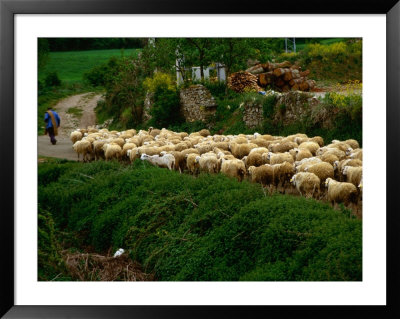 Shepherd Leading Flock Of Sheep, Belorado, Spain by Wayne Walton Pricing Limited Edition Print image