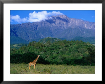 Lone Giraffe (Giraffa Camelopardalis) In Front Of Mt. Meru, Mt. Meru, Arusha, Tanzania by Ariadne Van Zandbergen Pricing Limited Edition Print image