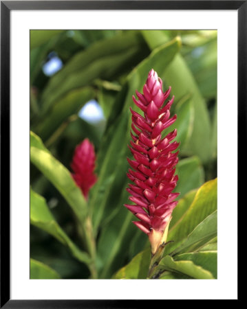 Detail Of Red Ginger Flower, New Caledonia by Holger Leue Pricing Limited Edition Print image