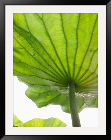 Lotus Leaf Texture by Michele Molinari Pricing Limited Edition Print image