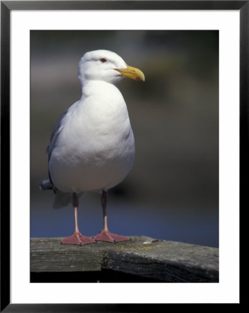 Sea Gull On Railing, La Conner, Washington, Usa by Jamie & Judy Wild Pricing Limited Edition Print image