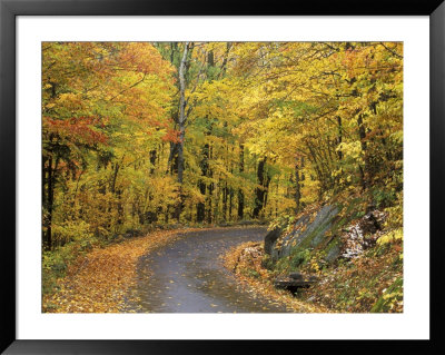 Road Up Burke Mountain In Fall, East Burke, Vermont, Usa by Darrell Gulin Pricing Limited Edition Print image